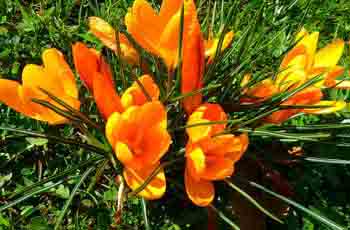 ddos攻击器安卓ios下载