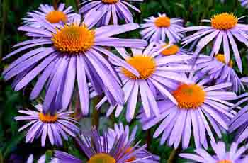 突破性能极限的攻击网站服务器