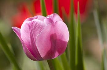 免费ddos攻击网页端